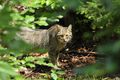 Wildkatze - stehend im Wald. Foto: BUND