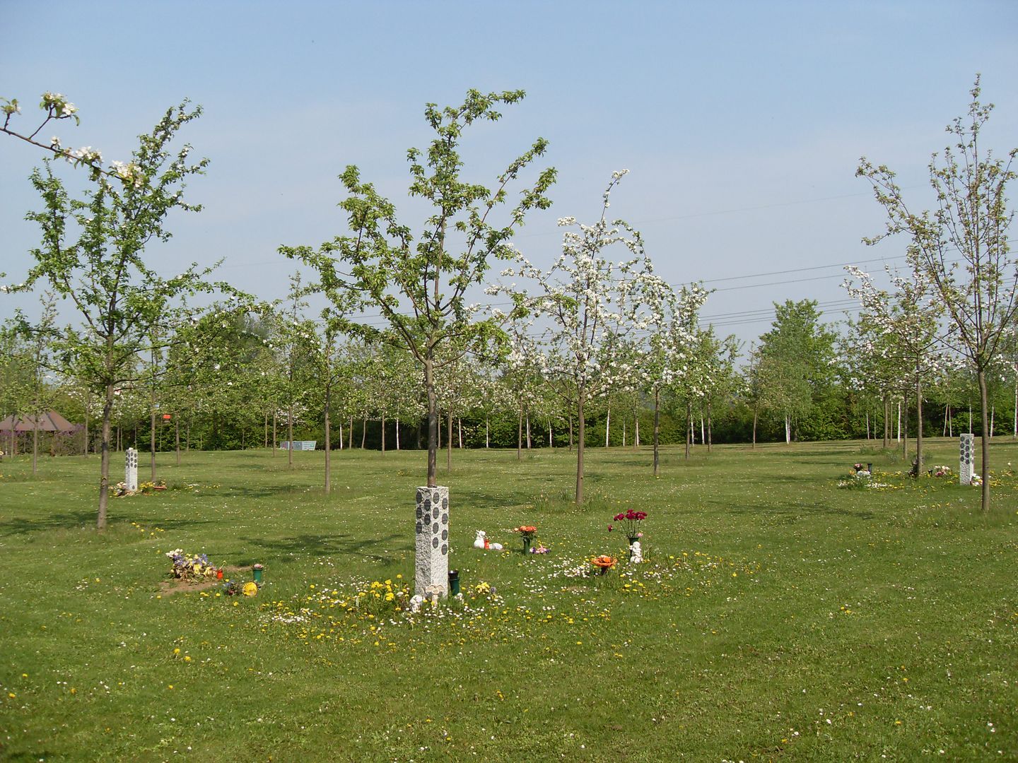 Auf dem jungen Parkfriedhof Junkerberg gibt es noch viele offene Bereiche, die blütenreich gestaltet werden können. Foto: Stadt Göttingen