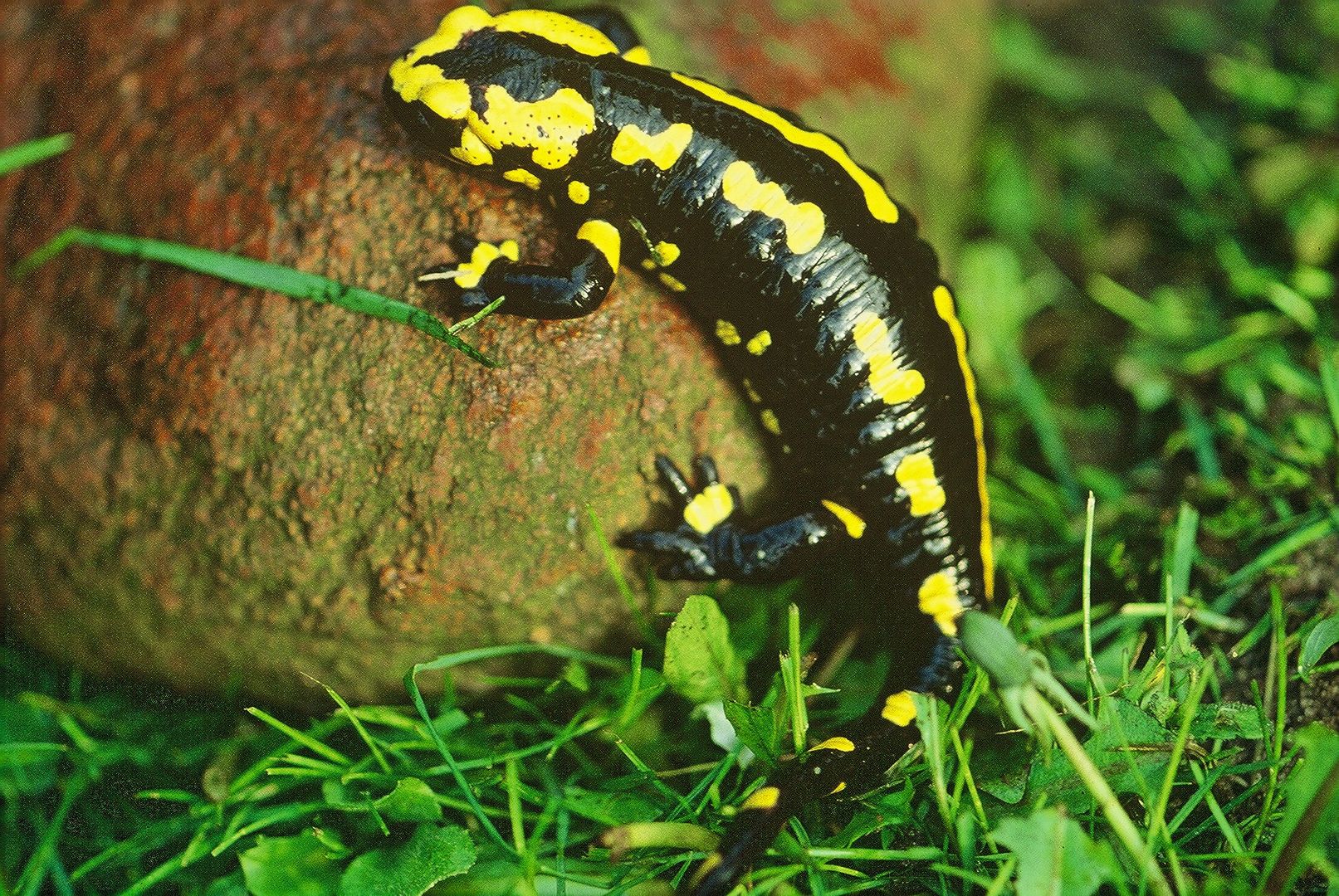 Salamander. Foto: BUND KG Lüchow Dannenberg