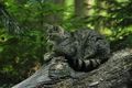 Wildkatze liegt auf dem Baumstamm. Foto: BUND