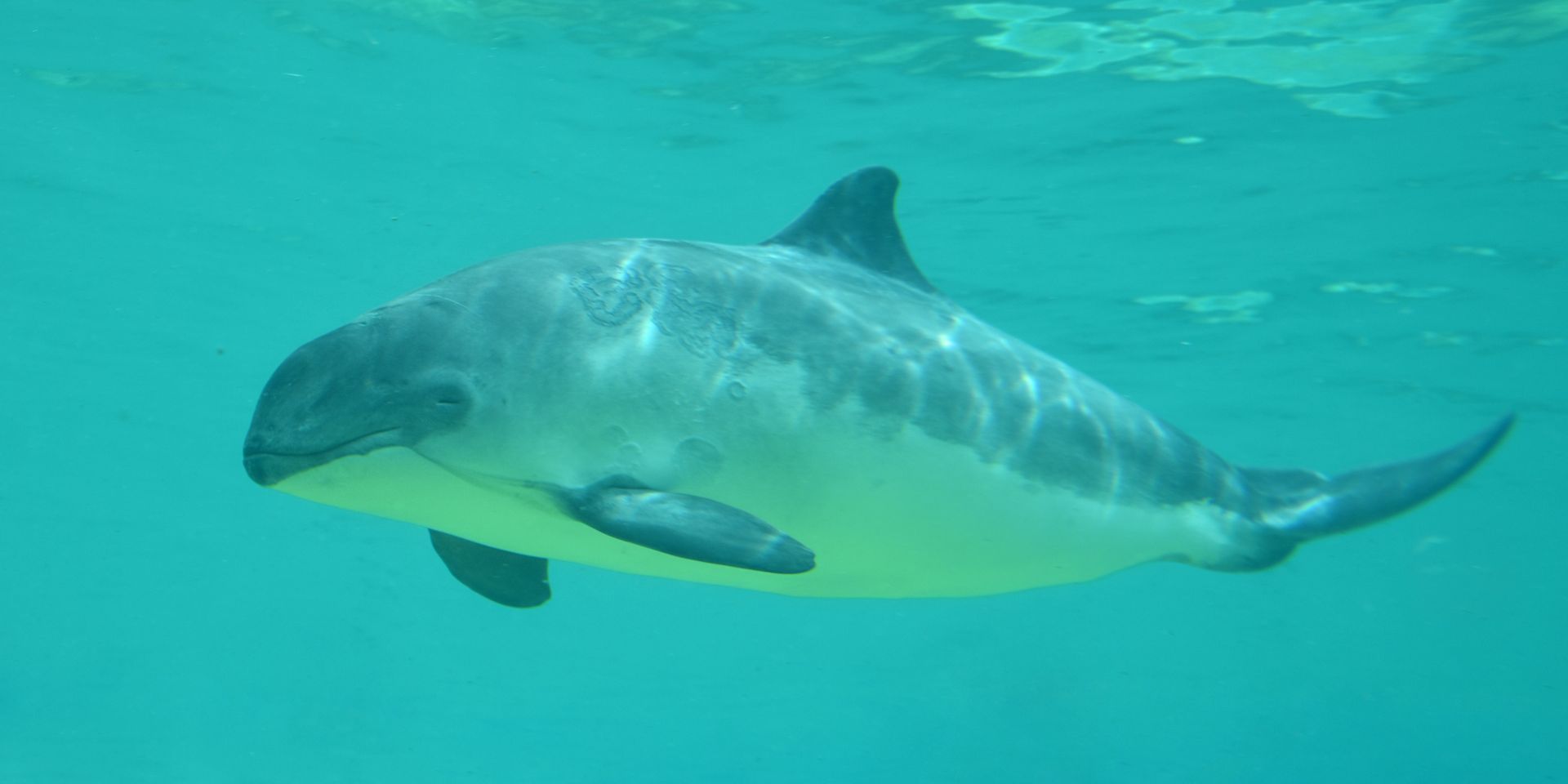 Unterwasserlärm und Lebensraumzerstörung gefährden sensible Arten wie den Schweinswal. Foto: adobestock