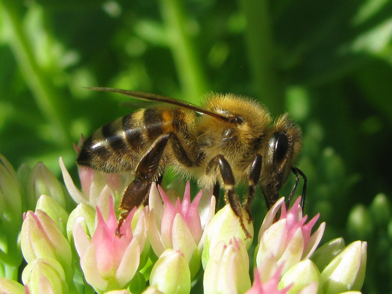 Westliche Honigbiene (Apis mellifera) ♀. Foto: Erwin Gadwinkel / Fotowettbewerb 2016