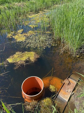 Wasserführender Graben mit eingebautem Prototyp des Stauwehrs vor einem Rohrdurchlass. Blühender Wasserhahnenfuß im Hintergrund. Foto: Petra Bernardy