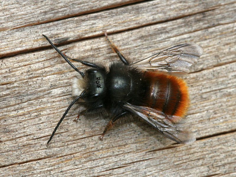 Gehörnte Mauerbiene (Osmia cornuta) ♂. Foto: Volker Fockenberg 