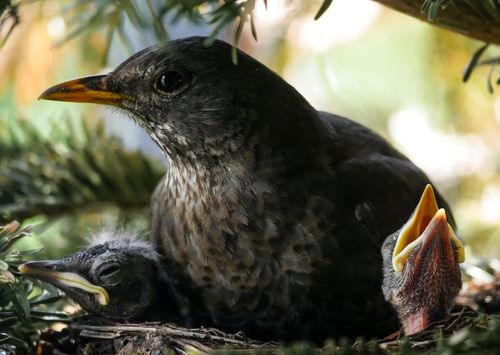 Amsel im Nest.