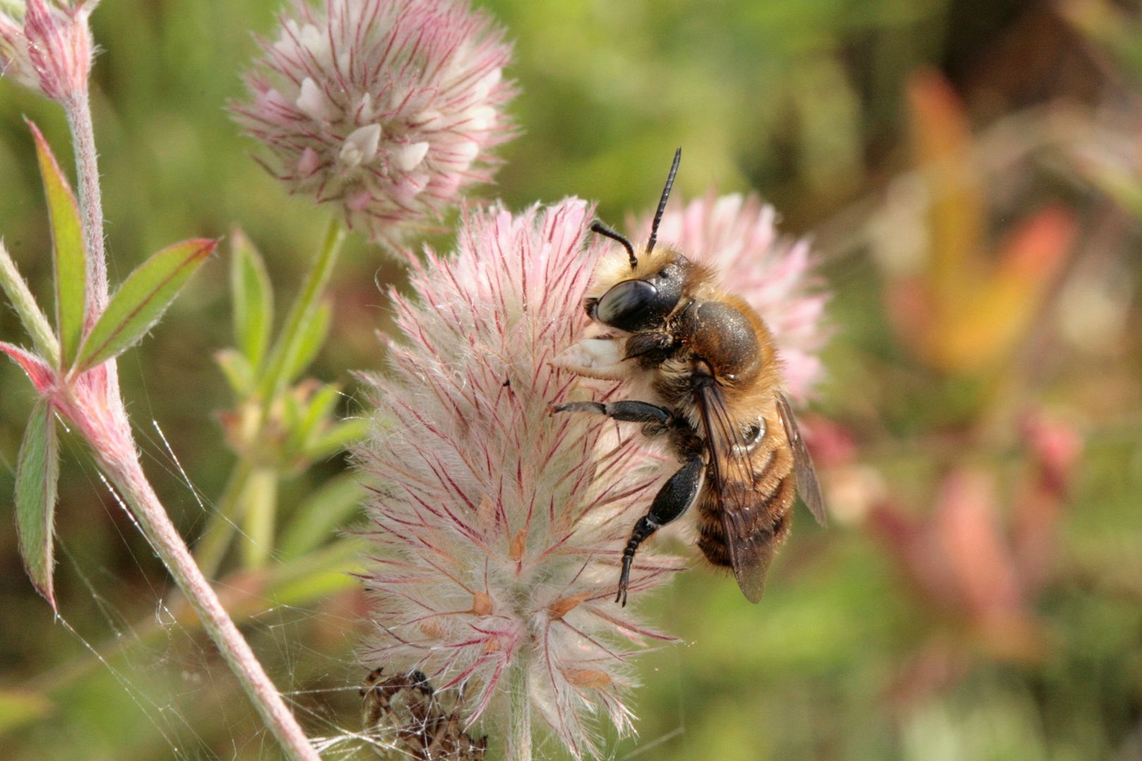 Dünen-Blattschneiderbiene (Megachile maritima). Foto: Hans Leunig