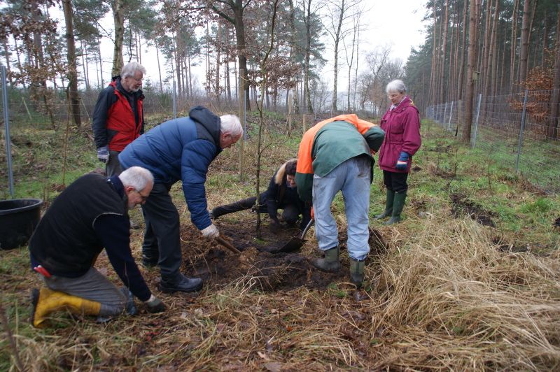 Buddeln für den Artenschutz: BUND und Naturschutzverein Alpeniederung pflanzten am 27. Januar Bäume und Sträucher für einen strukturreichen Waldrand. Foto: BUND