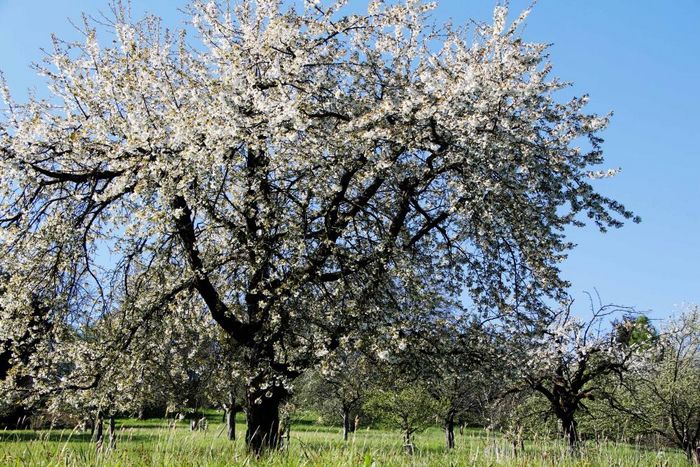 Blühende Streuobstwiesen. Foto: Klaus Mayhack