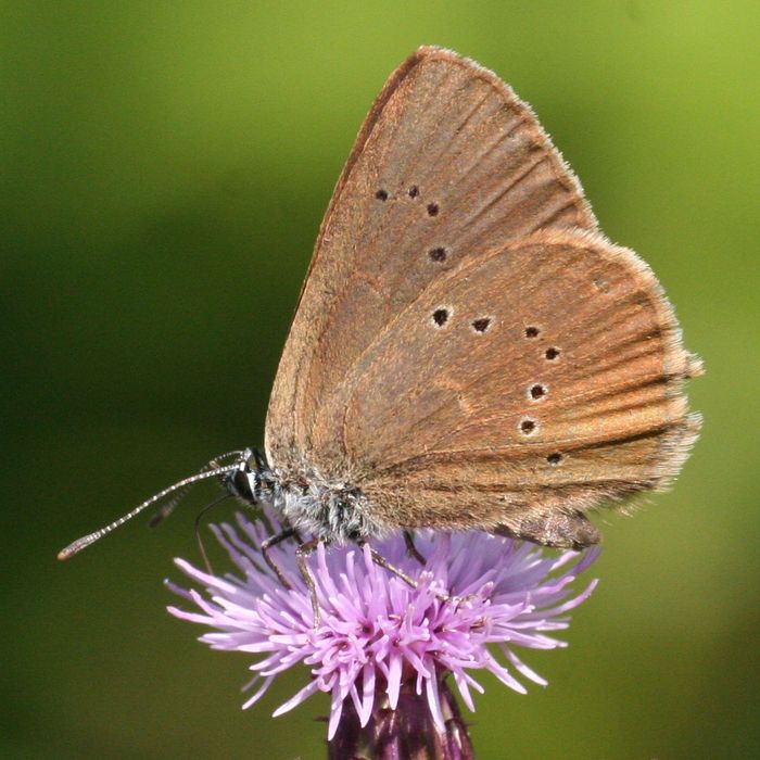 Der Wiesenknopf-Ameisenbläuling auf deiner Blüte. Foto: Rosenzweig / Schwäbisch Hall