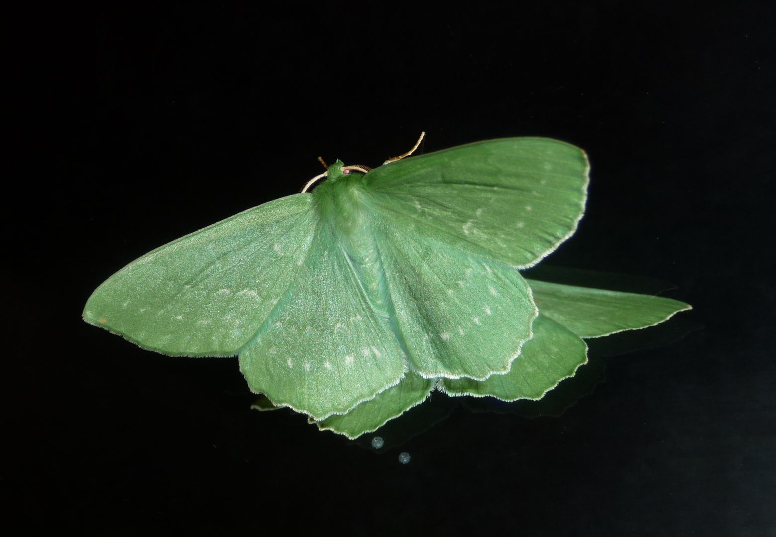 Grünes Blatt (Geometra papilionaria), Nachtfalter