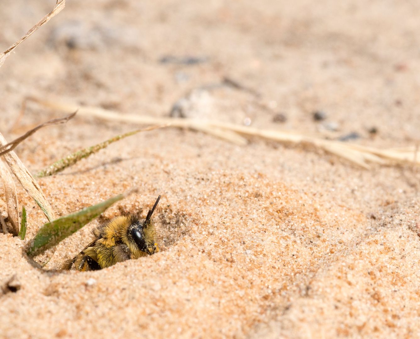 Offenbodenstellen aus Sand oder Lehm bieten vielen Wildbienenarten die Möglichkeit zum Nisten. Foto: Carola Vahldiek