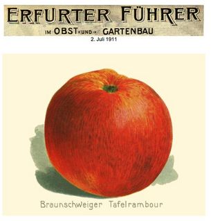 Historisches Bild des Tafel-Rambours aus einer Kunstbeilage der Zeitschrift Erfurter Führer aus dem Jahr 1911
