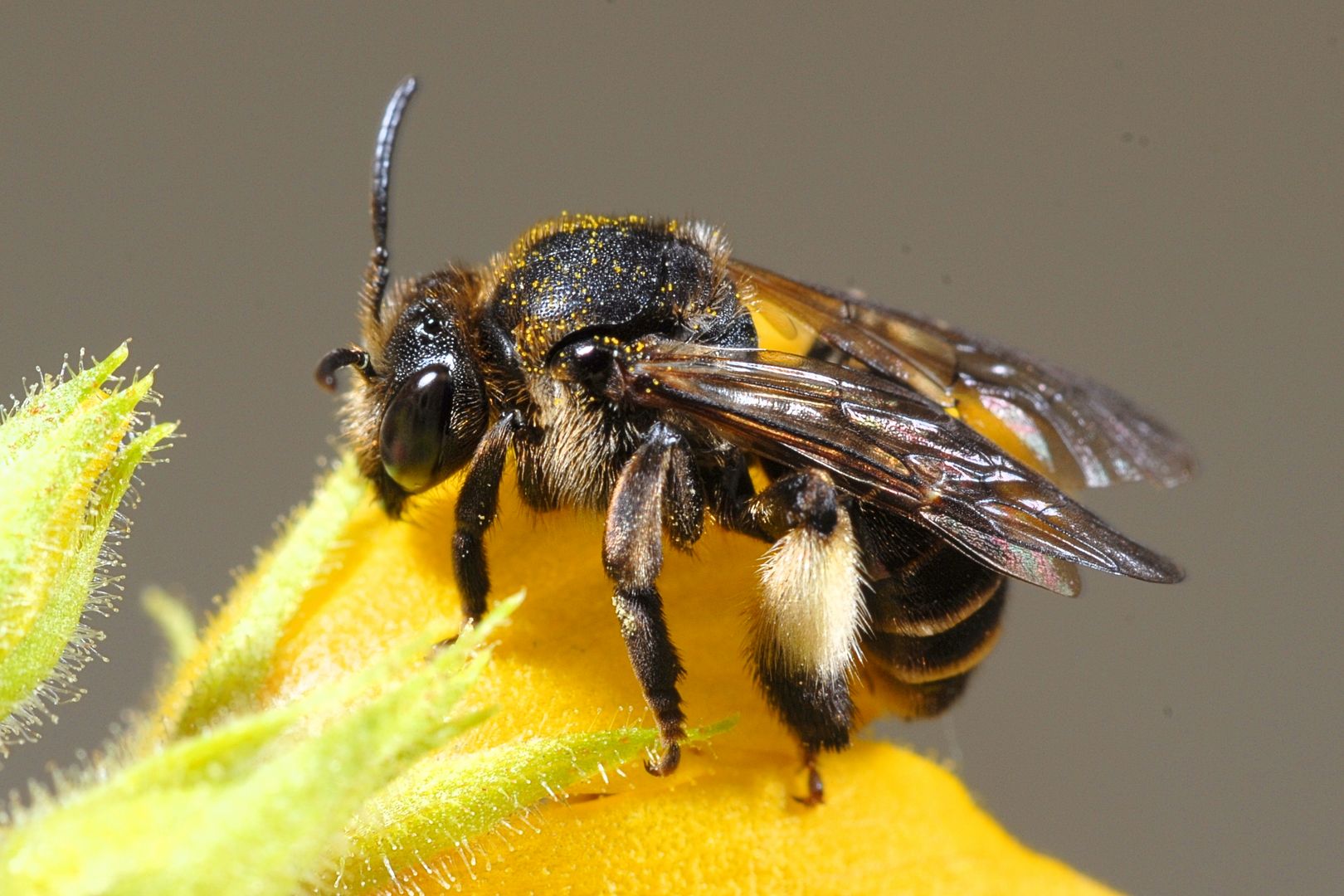 Auen-Schenkelbiene - Biene des Jahres 2020 (Klaus Kuttig)