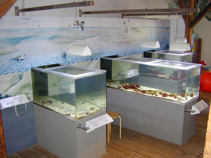 Aquarien im Nationalpark-Haus Juist. Foto: NPH Juist