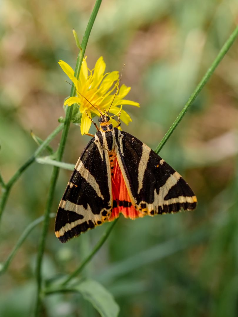 Spanische Flagge (Euplagia quadirpunctaria). Reinhold Möller / Wikipedia.org