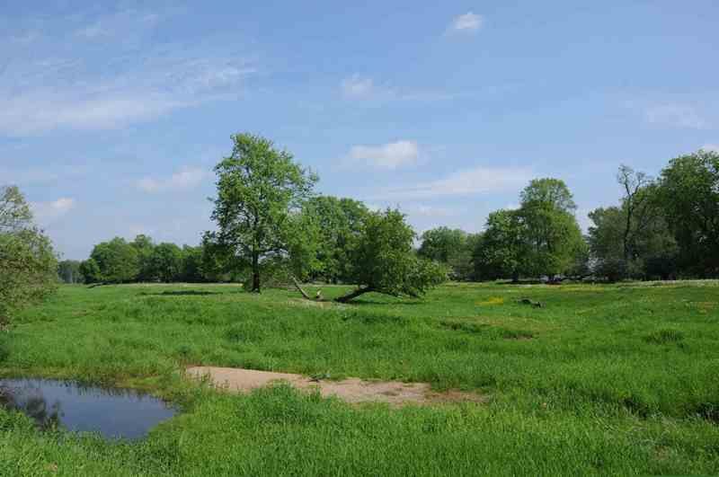 Lebensraummosaik Auenlandschaft. Foto: Trägerverbund Burg Lenzen (Elbe) e.V.