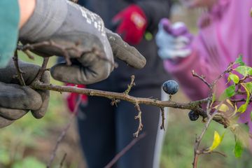 Norbert Krebber vom Elbehof Wahrenberg zeigt den Umgang mit Astschere und Dornenhecke. Foto: Jen Guyton