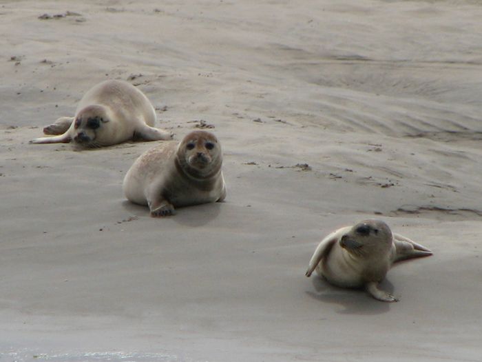 Seehunde auf Wangerooge. Foto: Karen Kammer