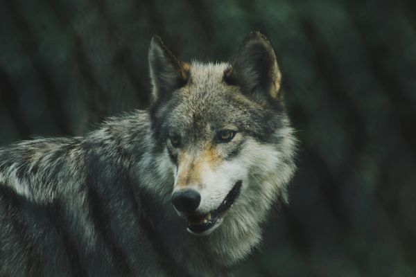 Wolf. Foto: Michael LaRosa