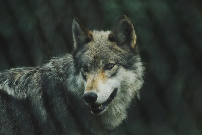 Wolf. Foto: Michael LaRosa