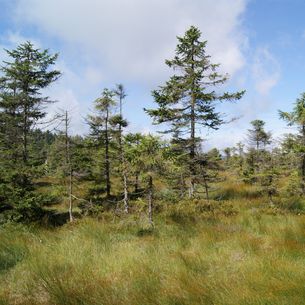 Bäume im Nationalpark Harz