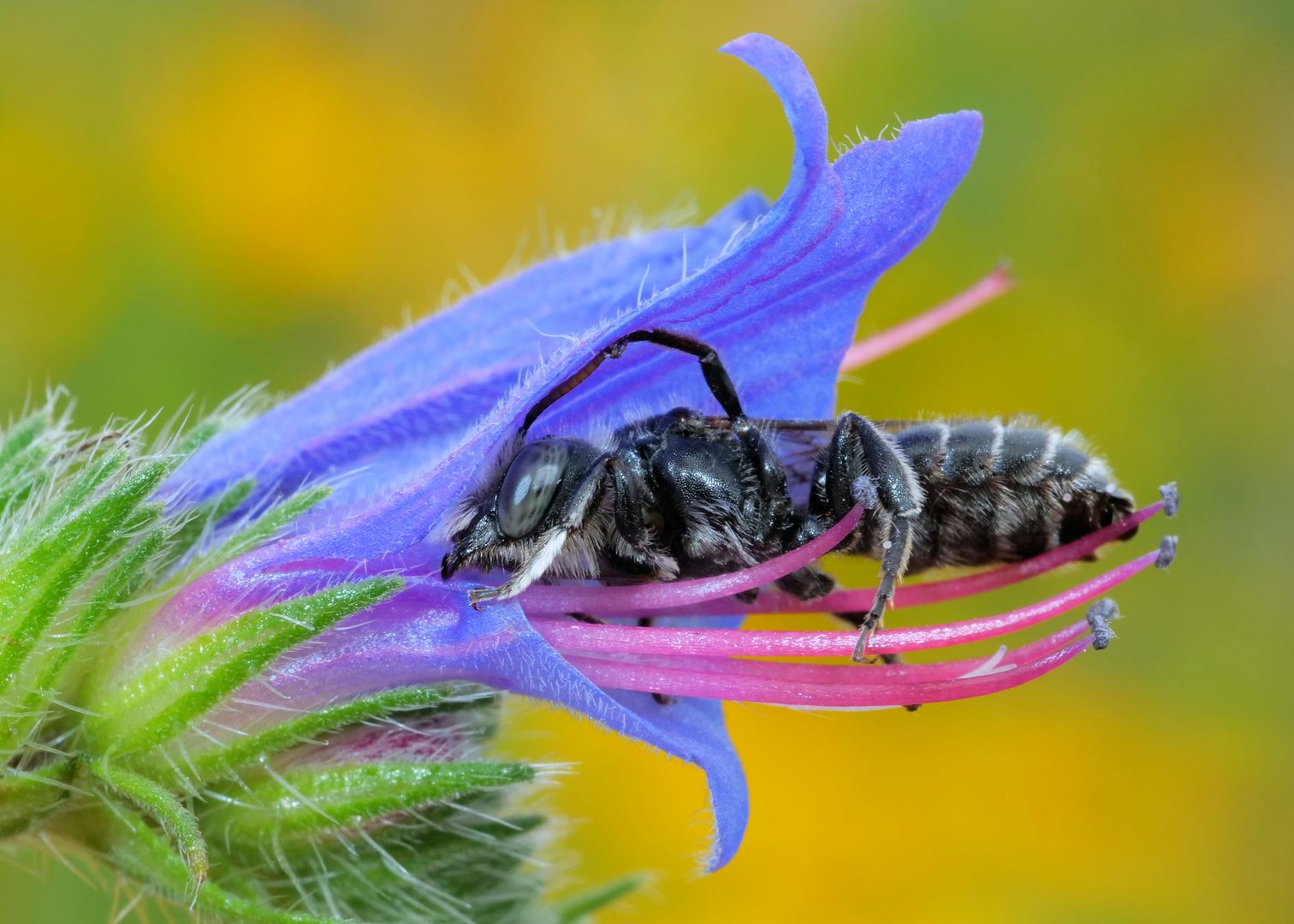 Natternkopf-Mauerbiene (Osmia adunca). Bildautor Klaus Kuttig
