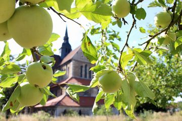Äpfel sowie die Kirche des Klosters Riddagshausen. Foto: Antje Kohlstedde