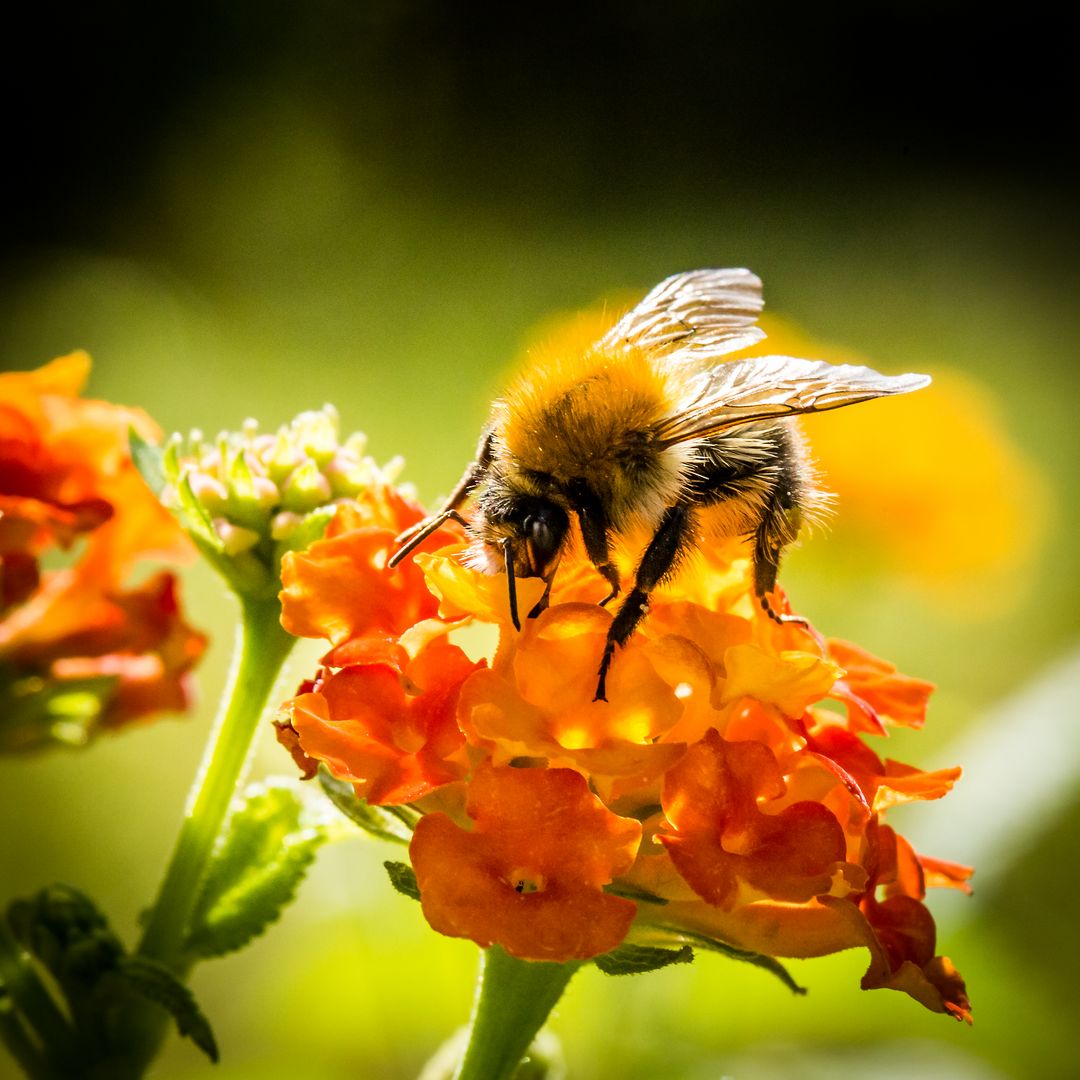Hummeln – hier die Ackerhummel (Bombus pascuorum) – sind nicht die einzigen Bienen mit dichtem Pelz. Foto: Alexander Klietz