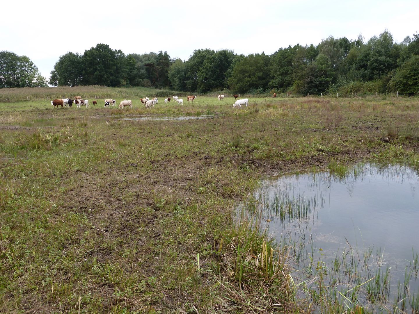Rinder halten die Flachgewässer offen. Foto: BUND KG Lüchow Dannenberg