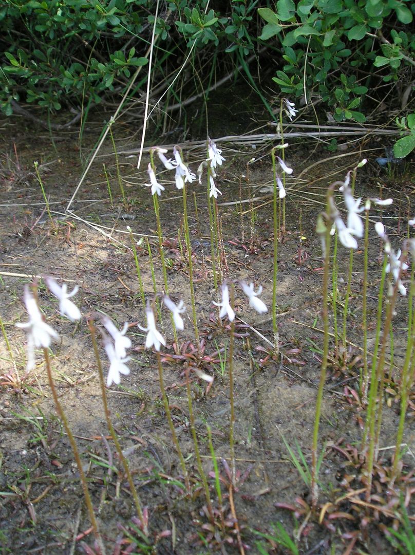 Blühende Lobelien im Wollingster See. Foto: Eike Rachor