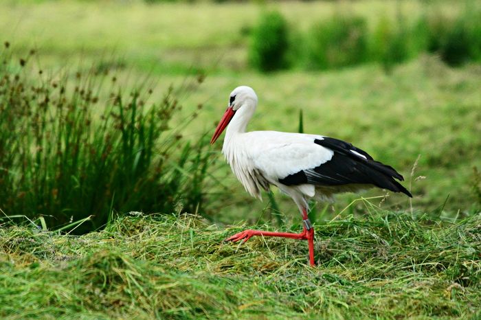 Storch. Foto: MabelAmber Pixabay.com