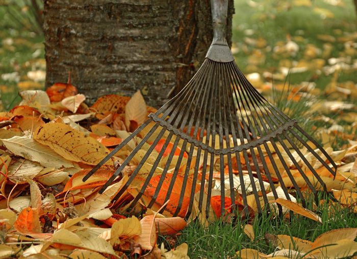Herbst im Garten.