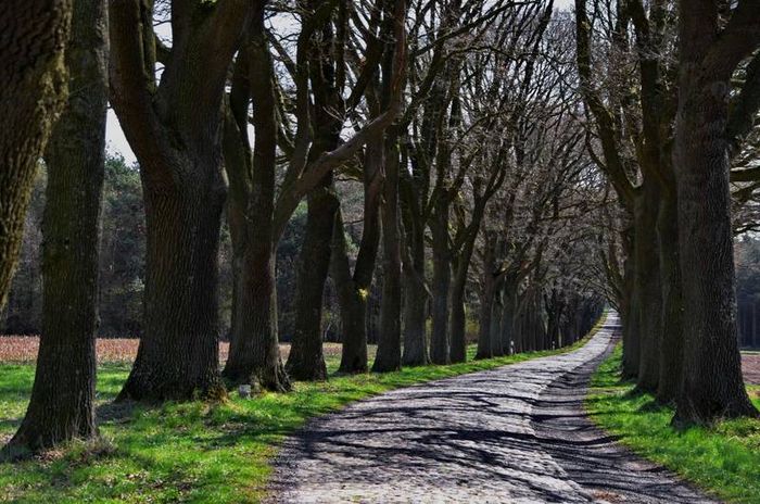 Eichenallee im Landkreis Verden. Foto: Antje Hansen-Käding