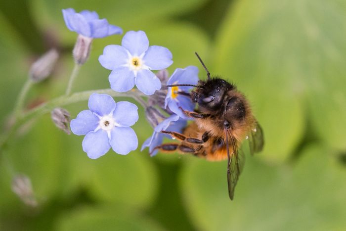 Rote Mauerbiene (Osmia bicornis). Foto Hans Leunig