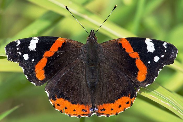 Admiral (Vanessa Atalanta). Foto: Christian Fischer