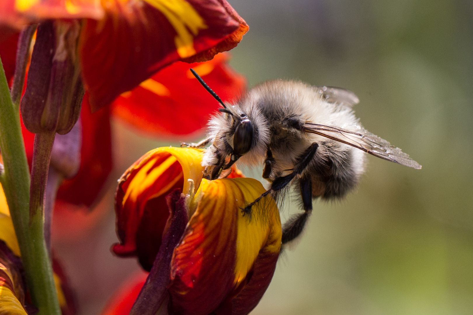 Die Frühlings-Pelzbiene (Anthophora plumipes) kann mit Hummeln verwechselt werden. Foto: Hans Leunig