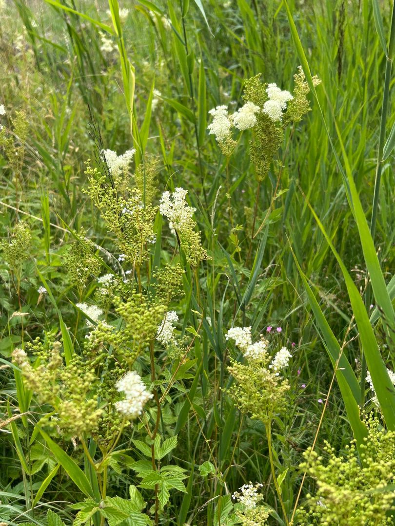 Mädesüß entwickelt sich an wasserführenden Gräben in der Lüchower Landgrabenniederung. Pollen und Nektar bieten eine Nahrungsgrundlage für zahlreiche Insekten. Foto: Petra Bernardy