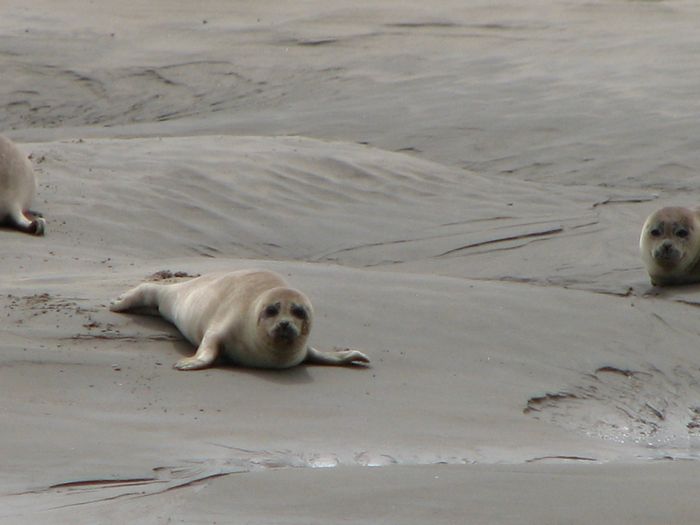 Seehunde auf Wangerooge. Foto: Karen Kammer