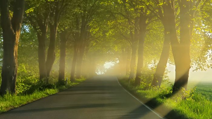 Eine wunderschöne Alle im Sonnenlicht mit leichtem Dunst. Foto: Diderik Thaler