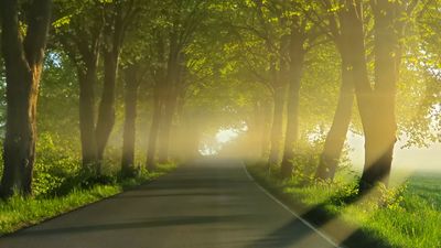 Eine wunderschöne Alle im Sonnenlicht mit leichtem Dunst. Foto: Diderik Thaler