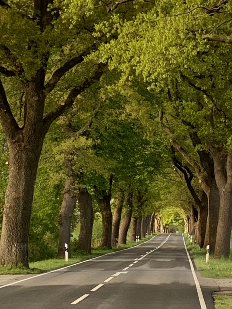 Allee in Mecklenburg. Foto:  Dirk Dujesiefken