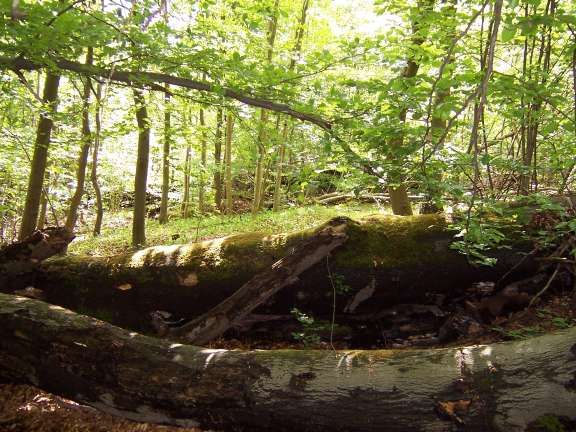 Strukturreicher Buchenwald - ein idealer Wildkatzenlebensraum. Foto: BUND