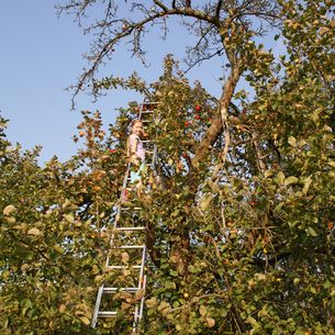 Alternder Obstbaum