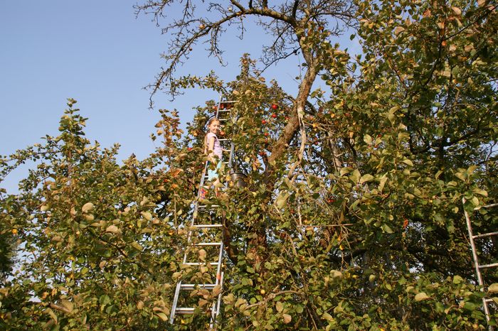 Auf einer Leiter stehendes Kind beim Apfelpflücken in einem älteren Apfelbaum. Foto: Sabine Washof / BUND