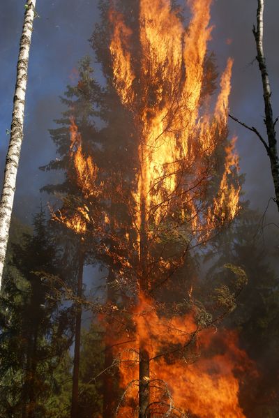 In Flammenstehender Nadelbaum. Foto: Pixabay.com / Ylves