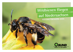 BUND-Fotowettbewerb Wildbienen