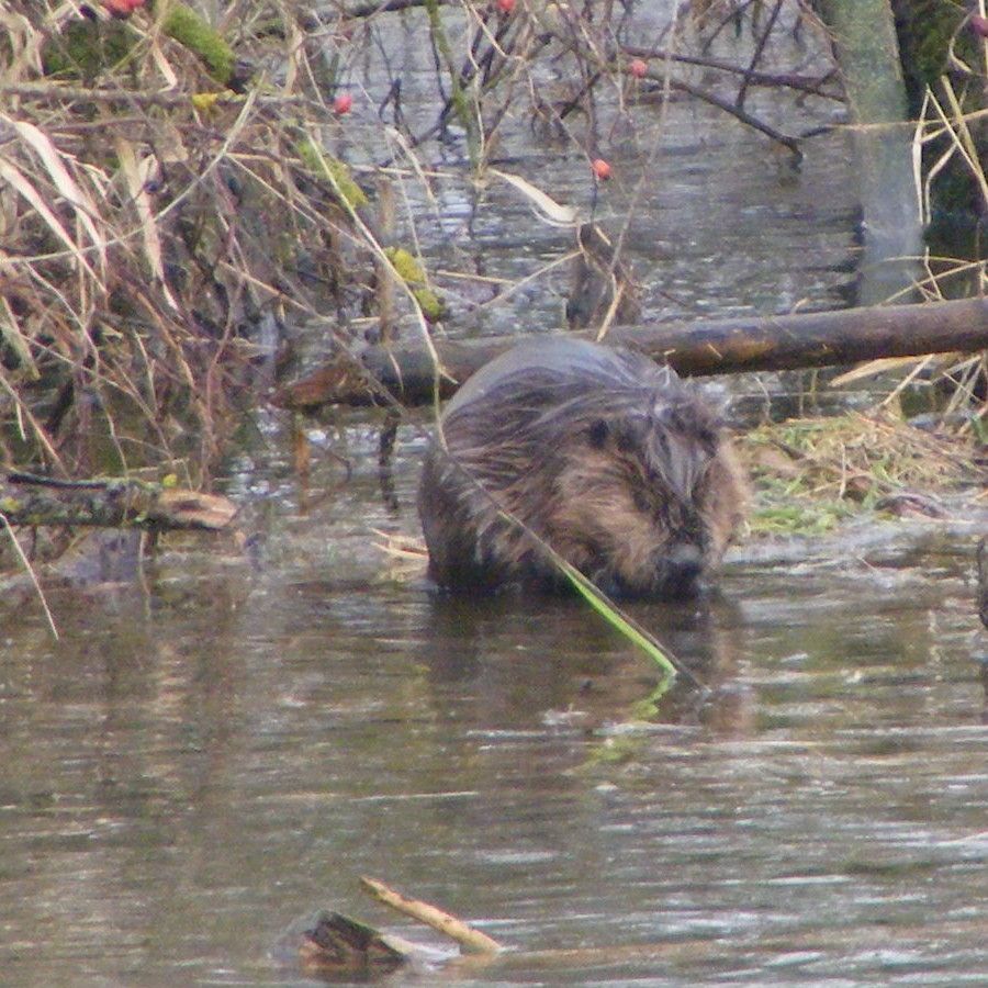 Ein Elbbiber am Gewässerrand. Foto: Roger Günzel