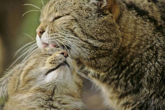 Wildkatze mit Jungem. Foto: Thomas Stephan