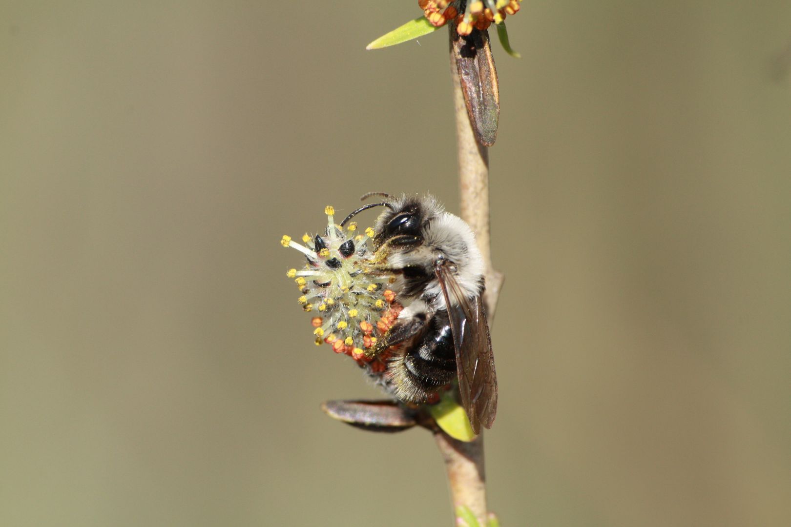 Gehölze bieten mit ihren zahlreichen Blüten ein gutes Nahrungsangebot. Besonders auf Weiden sind viele Wildbienen spezialisiert. Foto: Janina Voskuhl
