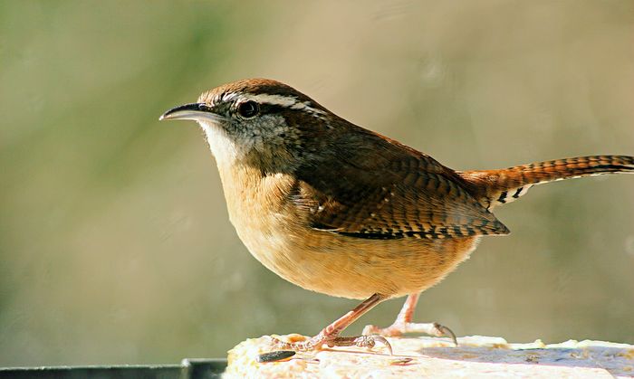 Zaunkönig